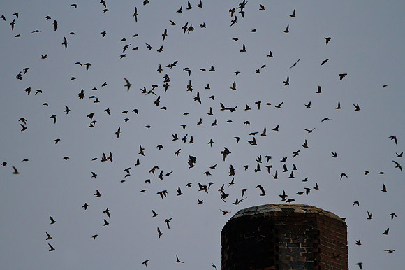 Vaux's Swift, flying into chimney after sunset