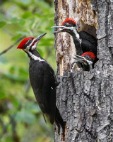 Pileated Woodpeckers, adult male (father) at nest with young