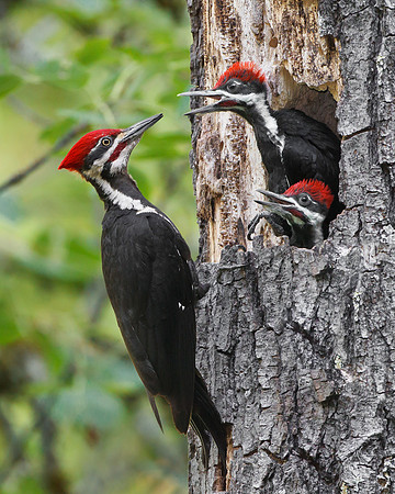 Pileated Woodpeckers, adult male (father) at nest with young