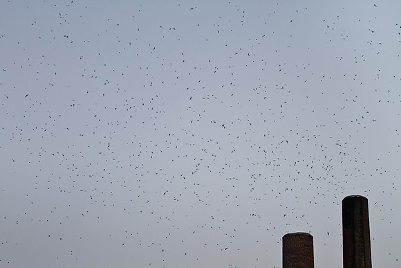 Vaux's Swift, flying into chimney after sunset