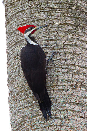 Pileated Woodpecker
