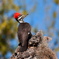Pileated Woodpecker