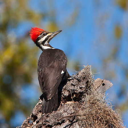 Pileated Woodpecker