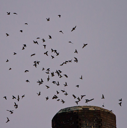 Vaux's Swift, flying into chimney after sunset