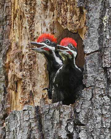 Pileated Woodpeckers, young birds in nest