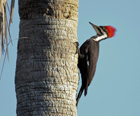 Pileated Woodpecker