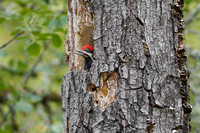 Pileated Woodpecker, young bird in nest