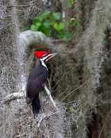Pileated Woodpecker