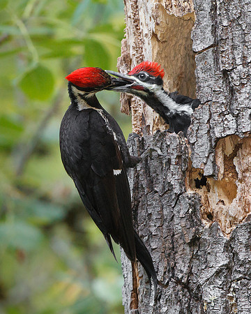 Pileated Woodpeckers, adult female (mother) feeding young