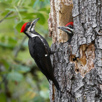 Pileated Woodpeckers, adult female (mother) at nest with young