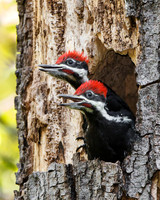 Pileated Woodpeckers, young birds in nest