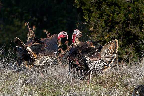 Wild Turkeys fighting