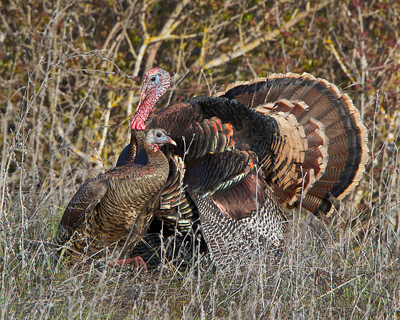 After mating, the female wanders off.