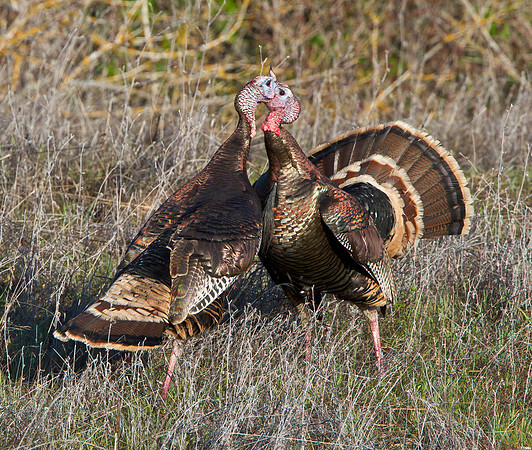 Wild Turkeys fighting