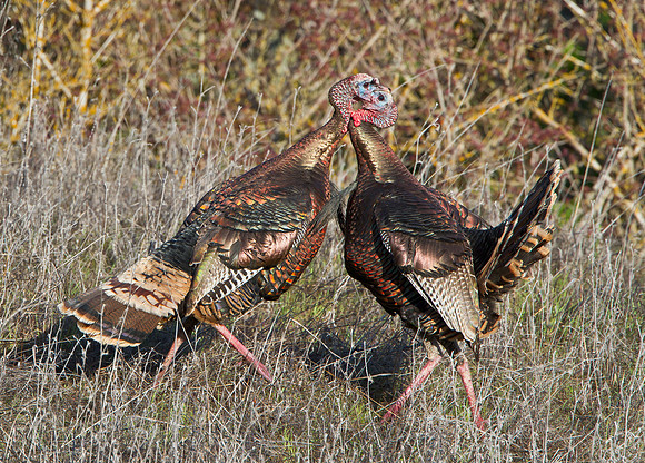 Wild Turkeys fighting
