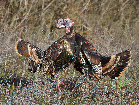 Wild Turkeys fighting