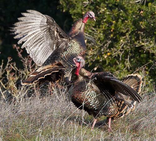 Wild Turkeys fighting