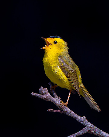 Wilson's Warbler singing