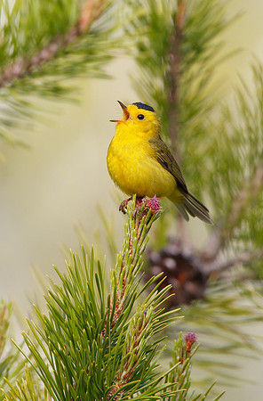 Wilson's Warbler