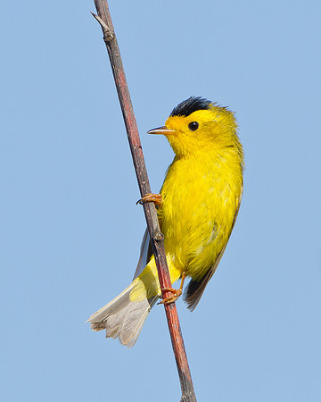 Wilson's Warbler