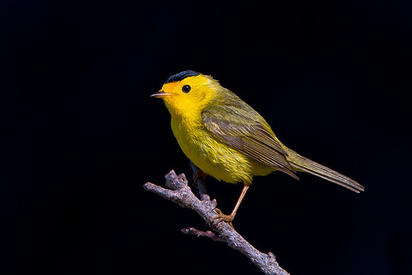 Wilson's Warbler