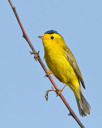 Wilson's Warbler