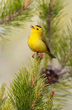Wilson's Warbler