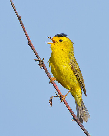Wilson's Warbler singing