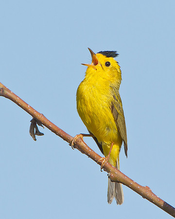 Wilson's Warbler