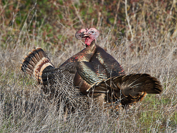 Wild Turkeys fighting