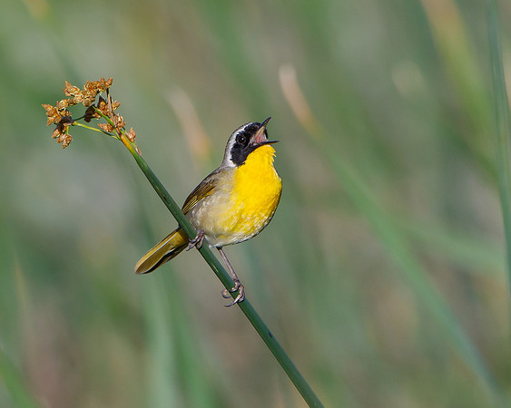 Common Yellowthroat