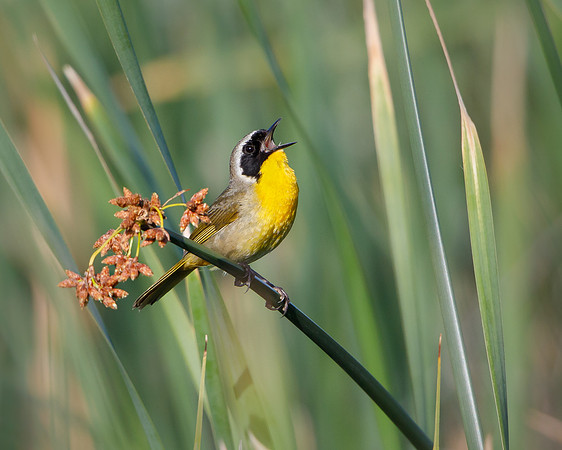 Common Yellowthroat