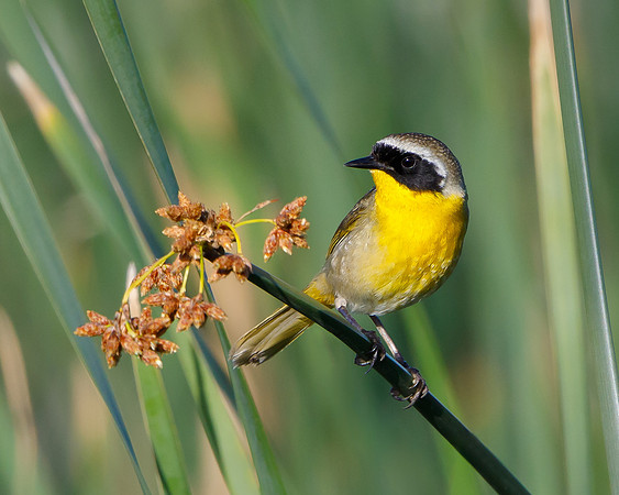 Common Yellowthroat
