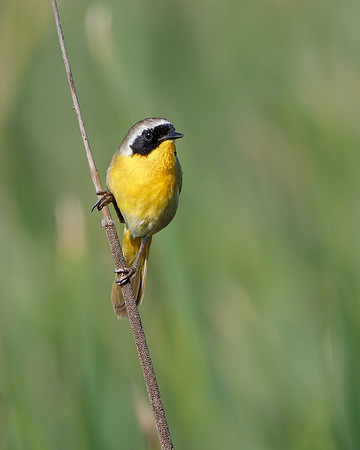 Common Yellowthroat