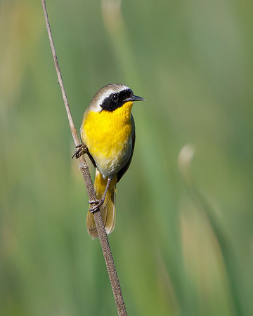 Common Yellowthroat