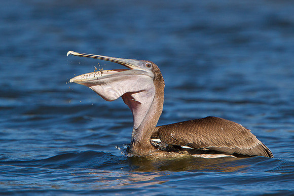 Brown Pelican, juvenile feeding