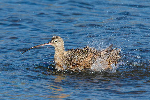 Long-billed Curlew, bathing
