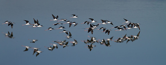 Black-necked Stilt