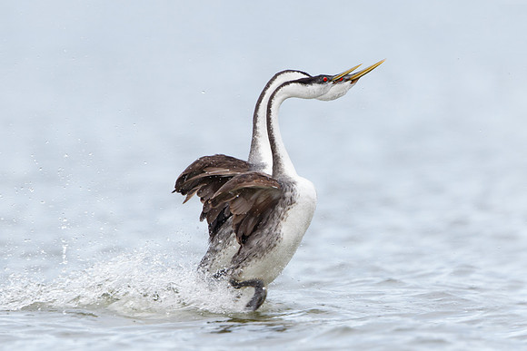 Western Grebes, courtship display