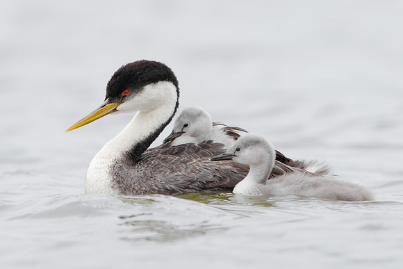 Western Grebes, parent with chicks
