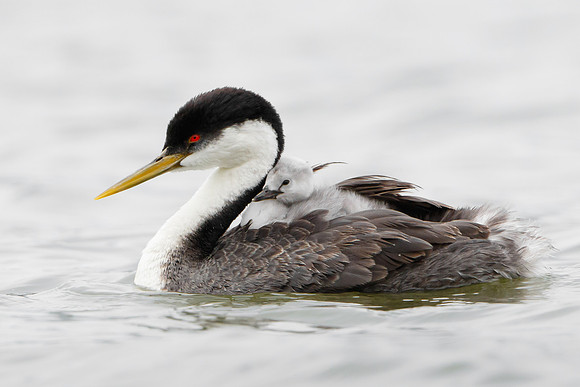Western Grebes, parent with chick