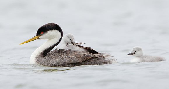 Western Grebes, parent with chicks