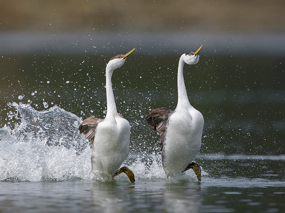 Western Grebes, courtship display