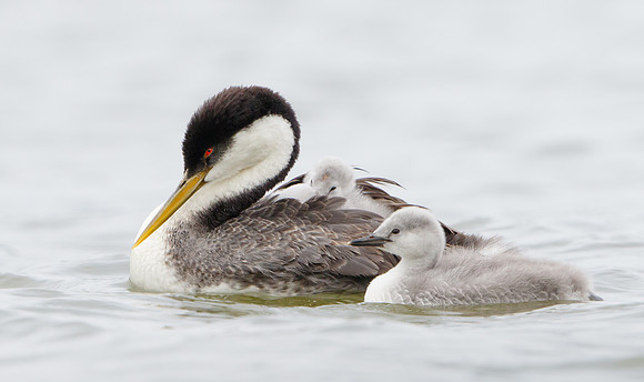 Western Grebes, parent with chicks