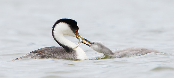 Western Grebes, parent feeding chick