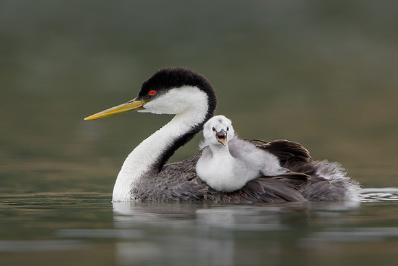 Western Grebes, parent with chick