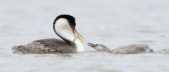 Western Grebes, parent feeding chick