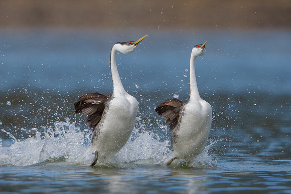 Western Grebes, courtship display