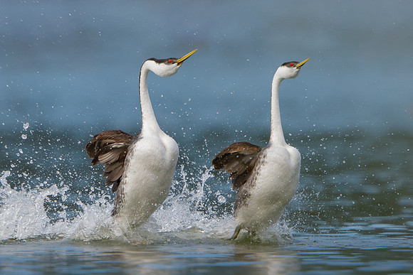 Western Grebes