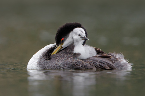 Western Grebes, parent with chick